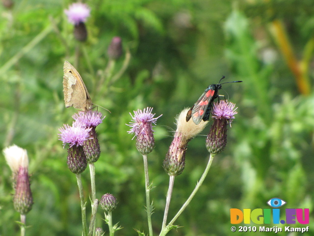 SX16047 Small Heath butterfly (Coenonympha pamphilus) and Six-spot Burnet (Zygaena filipendulae) on Thistle